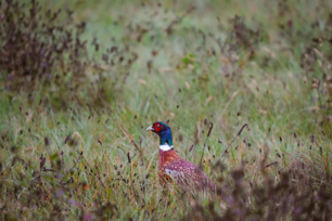 Avian Influenza and Catching Up