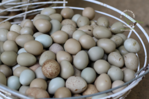 Stop serious issues with routine egg breakouts