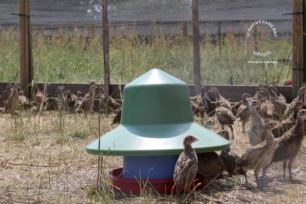 Overwintering laying flocks: Health, welfare and vaccinations