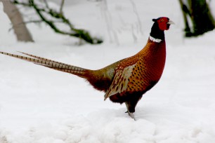December Game Vet Blog Post Now Live!