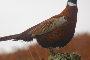 The 5 most asked questions about Coronavirus and the Game Bird industry from a veterinary perspective