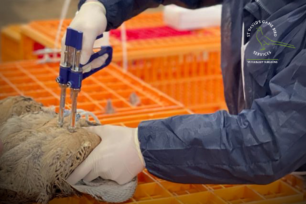 Vaccinating your laying stock