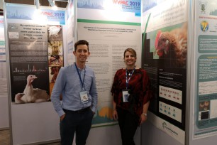 St David’s and Eco Animal Health's Mycoplasma research presented this week to world professionals at the World Poultry Veterinary Association Congress in Bangkok