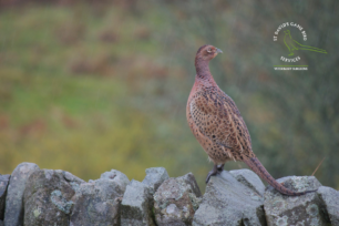 Game Bird Health Checks