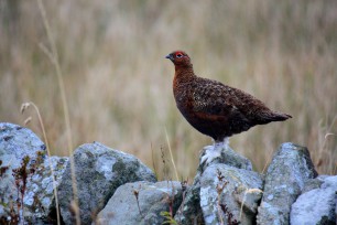 Mycoplasma update and some interesting news from the grouse moors